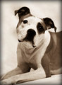 Pet_Portrait-56-2.jpg