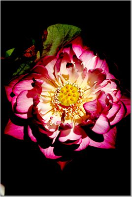 Portland Rose
