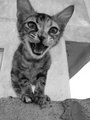darhabkitty.jpg