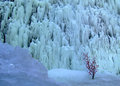 chinese winter.jpg