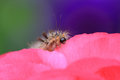 caterpillar3.jpg
