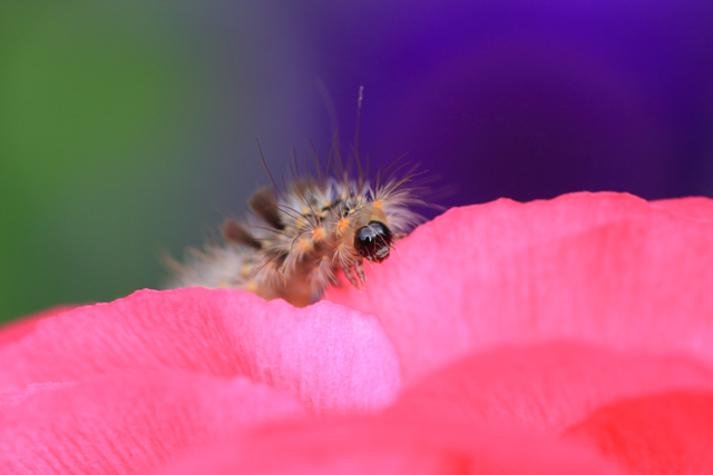 caterpillar3.jpg