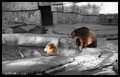 Grizzly Bears.jpg