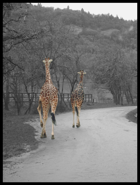 Giraffe Walk.jpg
