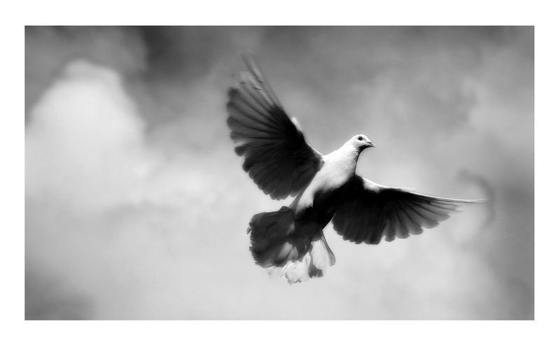 dove2.jpg