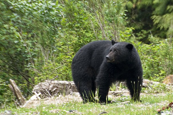 Tofino Bear
