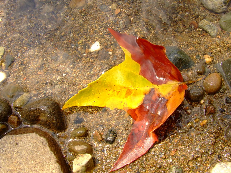 Fall is coming
