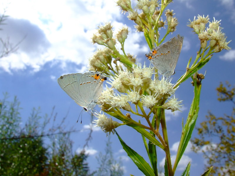 You give me Butterflies