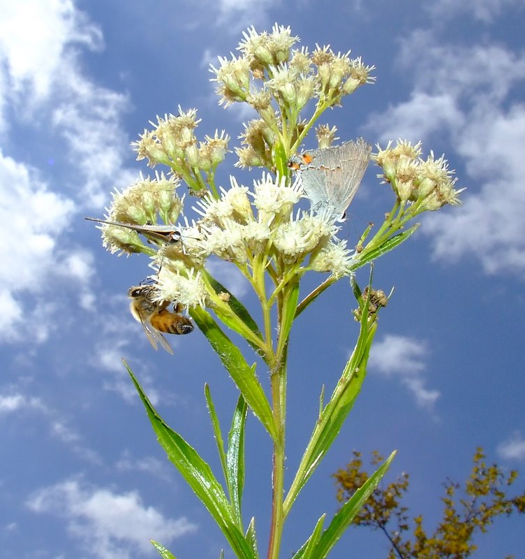 Birds and the Bees