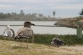 Seagull Watch