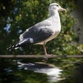 Seagull (IV)