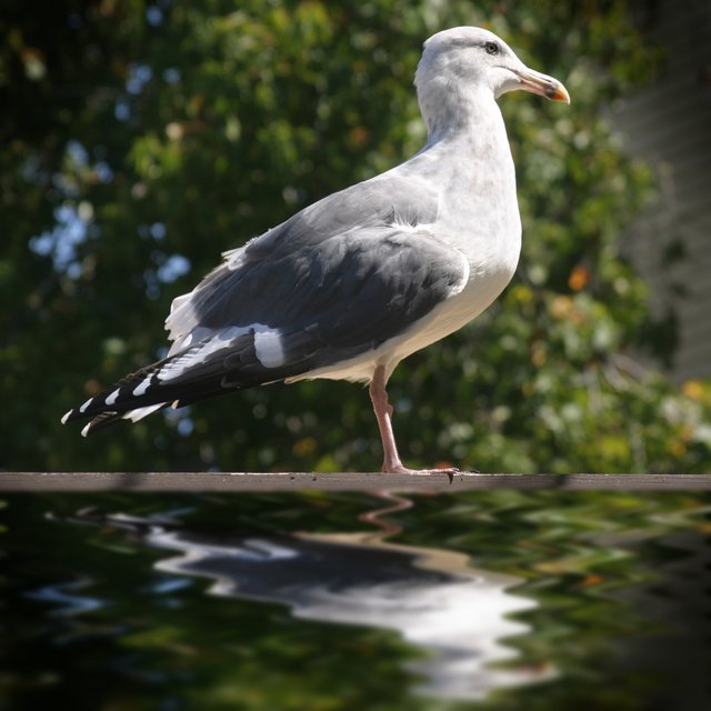 Seagull (IV)