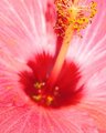 Pink Hibiscus