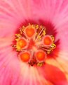 Pink Hibiscus IV