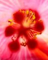 Pink Hibiscus II