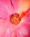 Hibiscus III