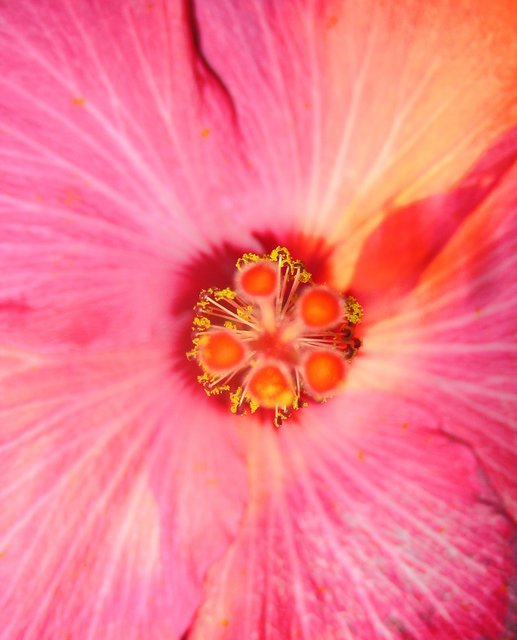Hibiscus III