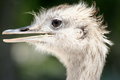 Albino Emu