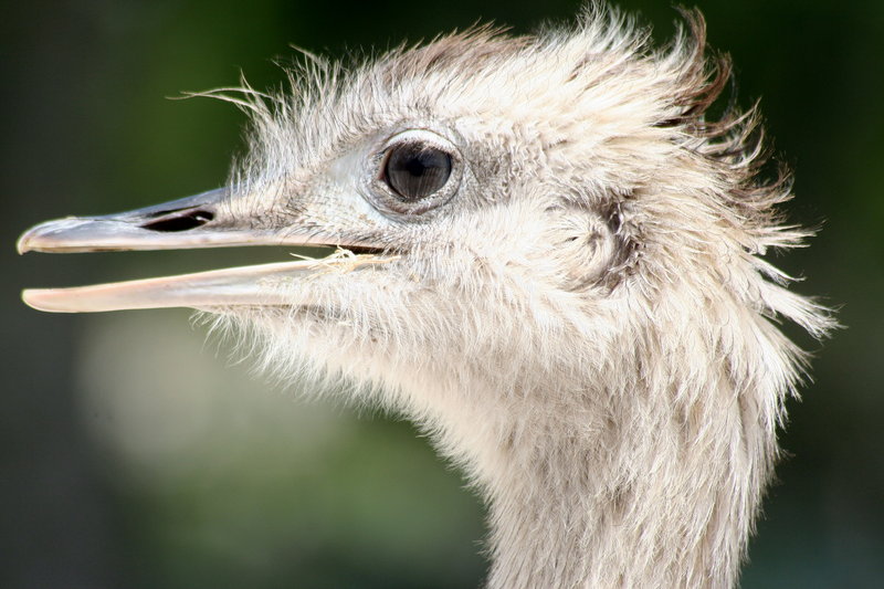 Albino Emu