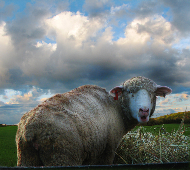 The Diva Sheep