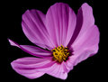 Cosmos