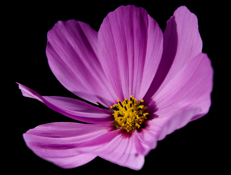 Cosmos