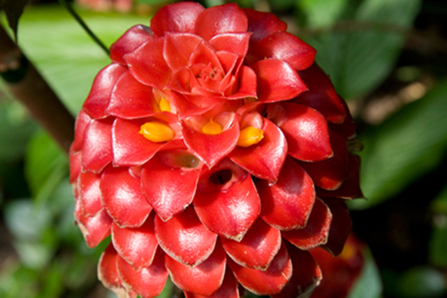 In Bloom