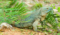 The Blue Iguana