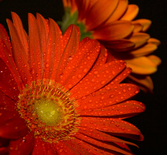 Gerbers