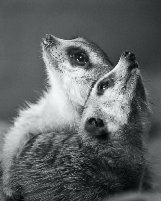 A Protective Embrace