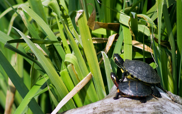 Can You See Anything Frank?