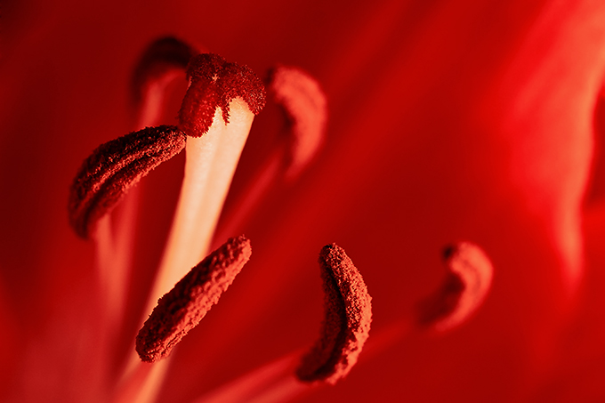 The secret life of a flower