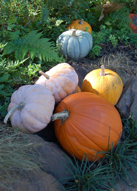 Pumpkins