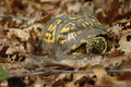 Turtle.jpg