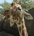 Giraffe.jpg