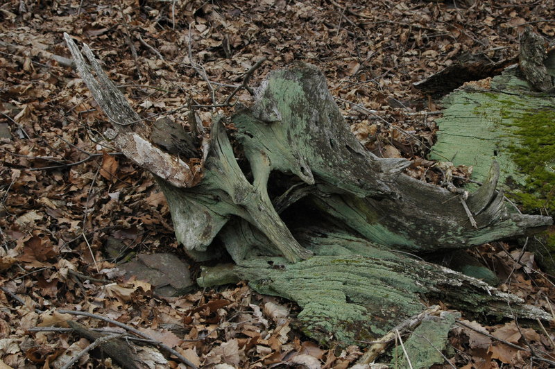 DSC_0889.JPG