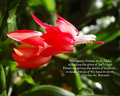 BLOSSOM IN FLIGHT