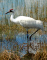 NON-MIGRATORY WHOOPING CRANE