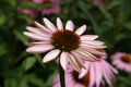 Flower.jpg