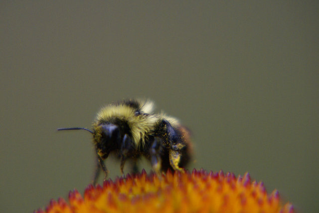 Dirty Bee