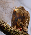 Direct stare_5026.jpg