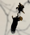 Fighting_4861.jpg