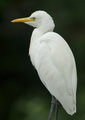 20101106_Birds_DSC06212