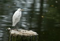 20101106_Birds_DSC06241