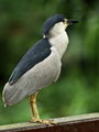20101106_Birds_DSC06217