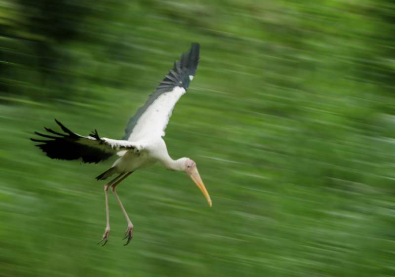 20101106_Birds_DSC06218