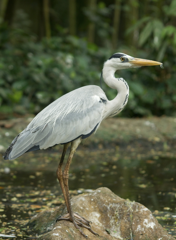 20101106_Birds_DSC06227