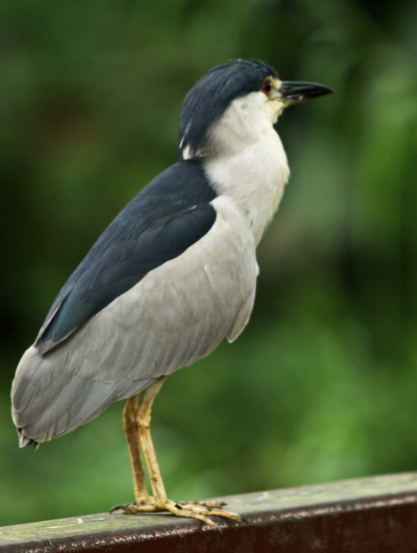 20101106_Birds_DSC06217