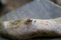 small snail