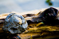 Fossil on Log